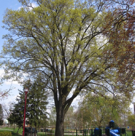 Oak northern red, Quercus rubrum, 309 Points, Staley Park, Hagerstown.
